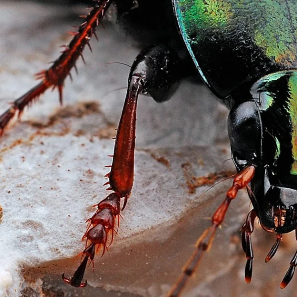 BugChaser – Die Grenze der Testabdeckung