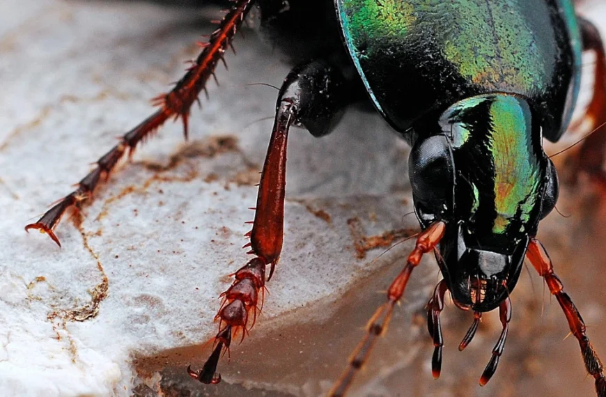 BugChaser – The limits of test coverage