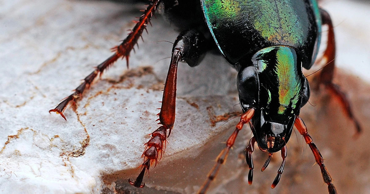 BugChaser – The limits of test coverage