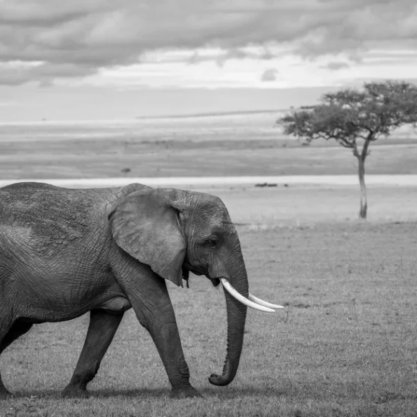 PHP Elegant Testing in Laravel