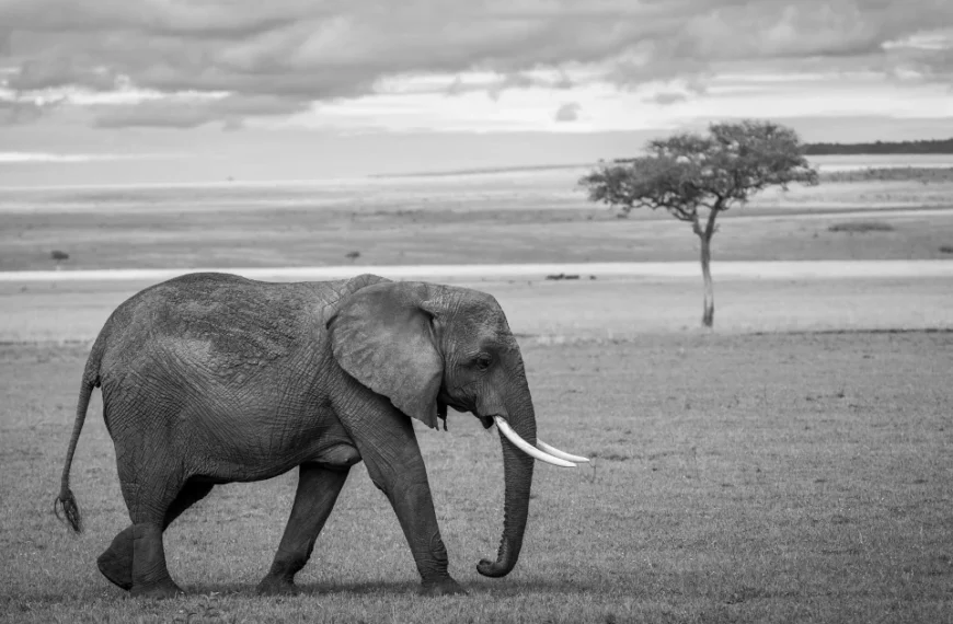 PHP Elegant Testing with Laravel