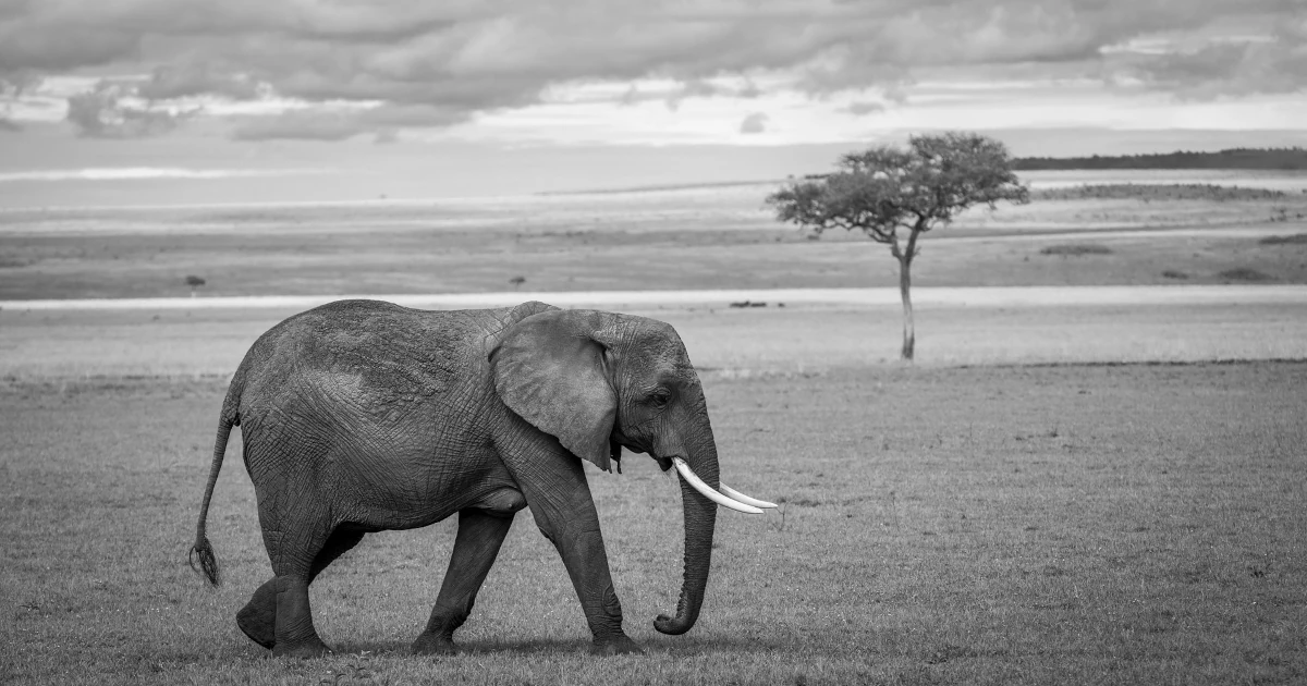 PHP Elegant Testing with Laravel