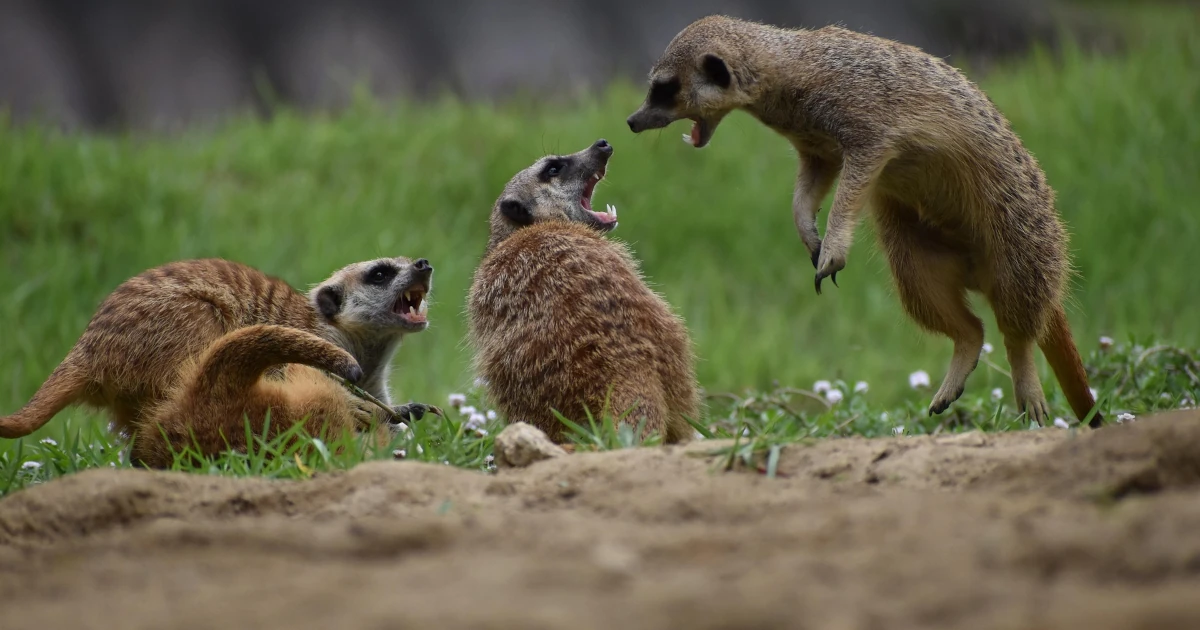 Mismanagement and Alpha Geeks