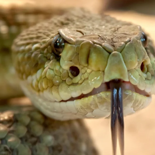 Python-Programme über PIP unter Linux installieren